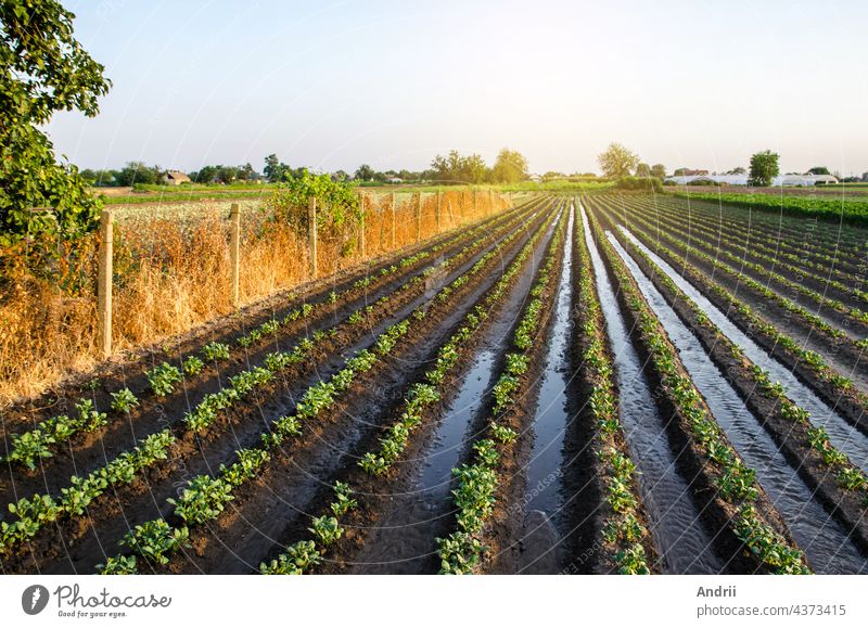 Ausgiebige Bewässerung der Kartoffelplantage durch Bewässerungskanäle. Oberflächliche Bewässerung von Nutzpflanzen. Europäische Landwirtschaft. Agronomie. Steuerung des Wasserflusses. Befeuchtung. Landwirtschaft und Agroindustrie.