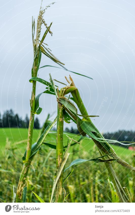 Vom Hagel Sturm zerstörtes Maisfeld Hagelsturm Hagelschaden Feld Landwirtschaft Natur Pflanze grün Sommer Nutzpflanze Umwelt Außenaufnahme Himmel Landschaft