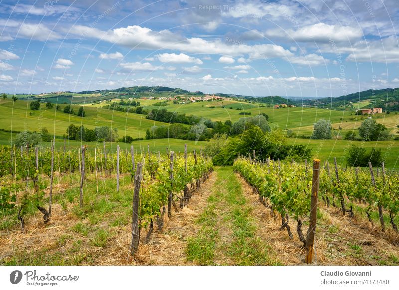 Frühlingslandschaft in den Hügeln von Tortona. Alessandria Cerreto Grue Kolli Tortonesi Europa Italien Piemonte Farbe Tag Feld grün Haus Landschaft Natur