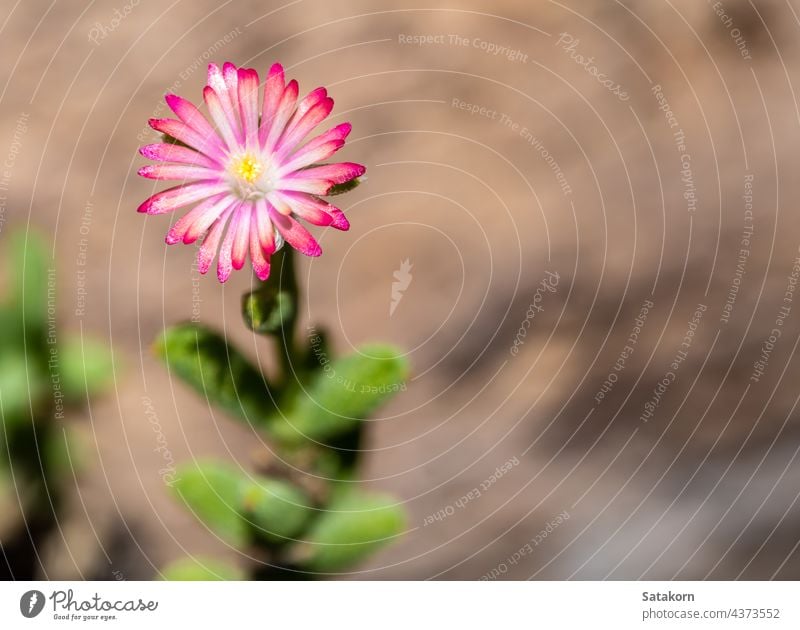 Lila Lampranthus Rosa Farbe Blume des Eis Pflanze in der Natur Sukkulente geblümt Garten purpur Hintergrund natürlich schön Blütenblatt Flora Blütezeit