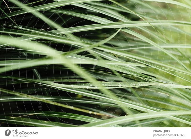 Gräser mit Wassertropfen Gras Grashalm Tropfen schwarz Hintergrund grün Perlen Regen nass Pflanze Nahaufnahme Natur Blatt Detailaufnahme Außenaufnahme Farbfoto