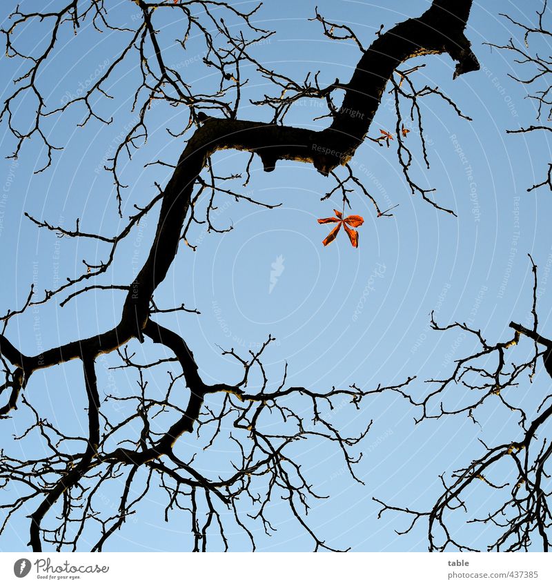 Widerstandshaltung Umwelt Natur Pflanze Himmel Wolkenloser Himmel Herbst Wetter Schönes Wetter Baum Blatt Nutzpflanze Wildpflanze Ast Zweig Kastanienbaum Holz