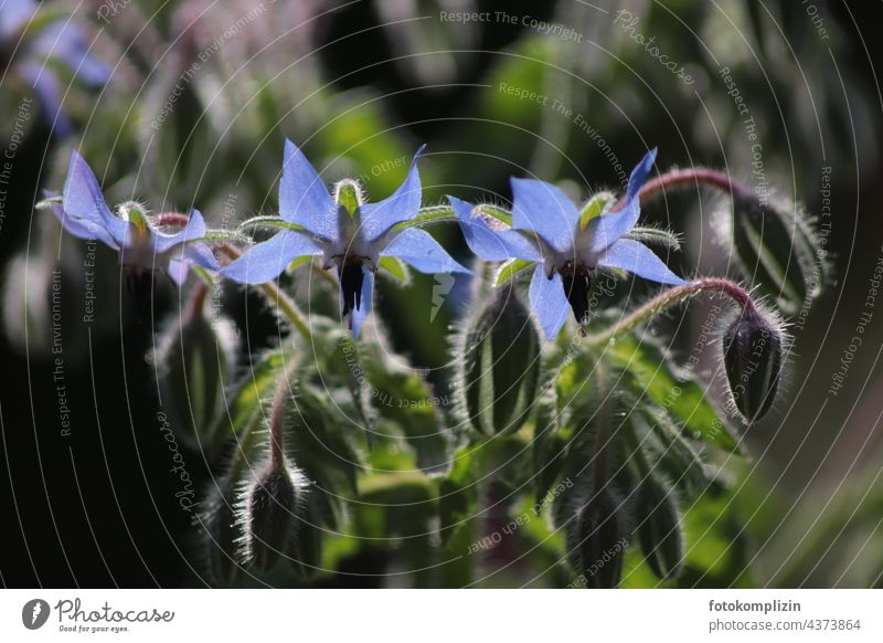 blaue Borretschblüte Küchenkräuter Balkonpflanze Kräuter Kräuter & Gewürze Lebensmittel Gesunde Ernährung Pflanze Küchenkraut Heilkraut Kräutergarten