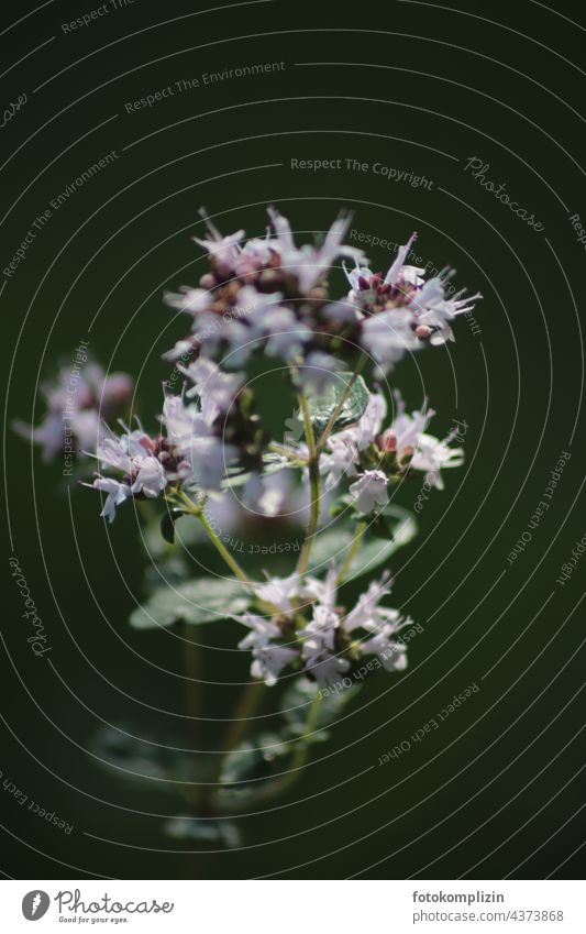 Oregano-Blüte vor dunkelgrünem Hintergrund Gewürzkraut Heilkraut blühen aromatisch frisch Küchenkräuter organisch Kräuter & Gewürze Pizzakraut Gartenkräuter