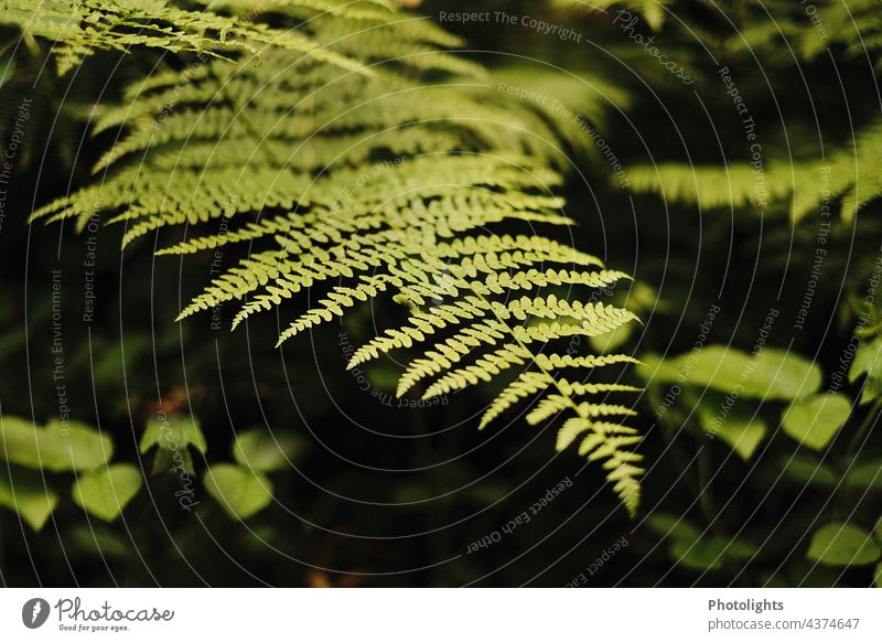 Farn im Wald Blätter grün Blatt Natur Pflanze Farbfoto Menschenleer Textfreiraum Grünpflanze Außenaufnahme Unschärfe Linie Echte Farne schwarz zart Schatten