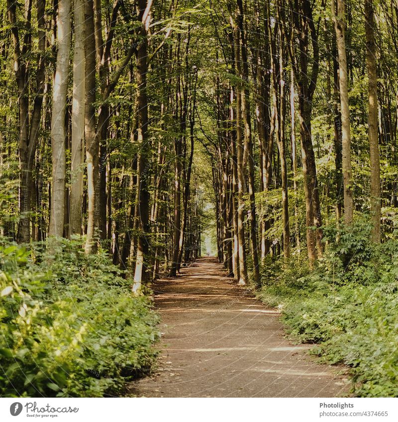 Langer gerader Weg durch einen Laubwald. Das Tageslicht wirft Schatten. Wald Wanderweg Schotterweg Mischwald Büsche grün braun Sonne Licht Natur Baum