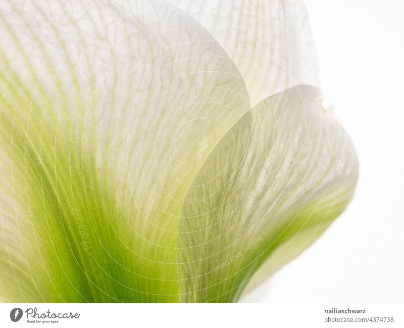 Amaryllis fineart fine art close up white flower floral flower art flower poster flower picture bloom blooming blossom detail soft fragile nature macro makro