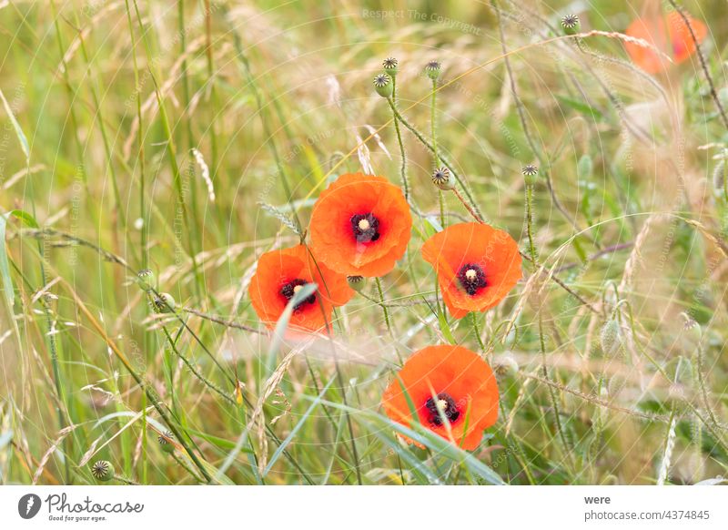 mit Tau bedeckte Mohnblume auf einer Wiese blüht Tropfen Kraut Regentropfen Überstrahlung Textfreiraum Mais Tautropfen Feld Blume Blumen Glitter Wiesenkraut