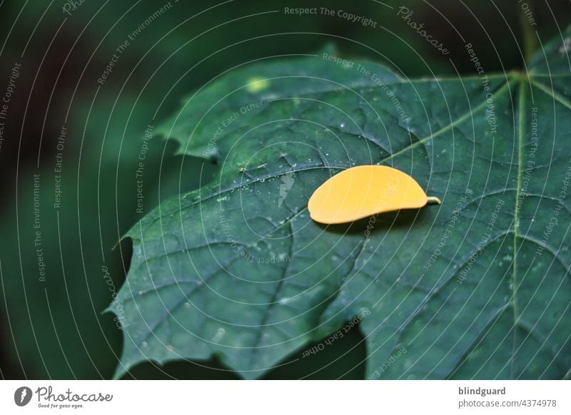 Der Herbst kündigt sich an Flora Natur Jahrezeiten Garten flora Pflanze Sommer Übergang halten Auffangen Blatt gelb grün Tageslicht Blätter liegen sterben