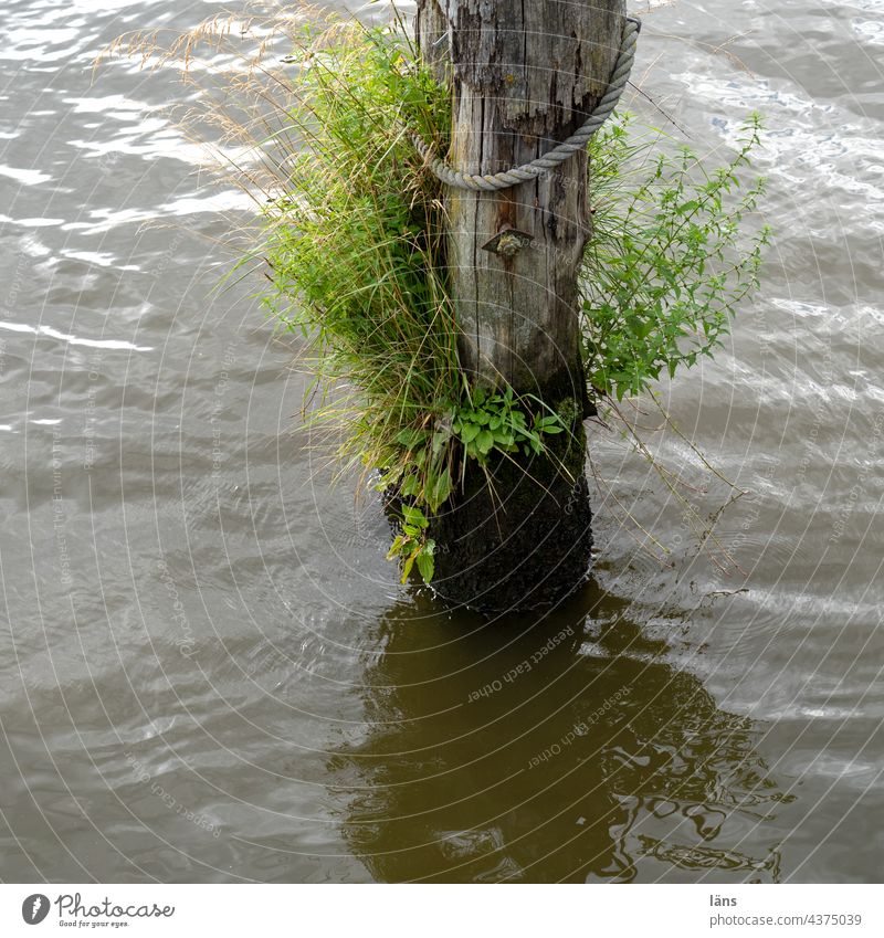 Pionierpflanzen Dalben Hafenbecken Wasser Menschenleer Reflexion & Spiegelung Pionierpfanze Seil festmachen maritim Wasseroberfläche Schifffahrt Anlegestelle