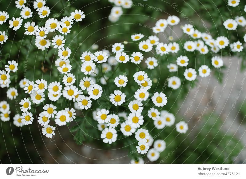 Wildes Gänseblümchen neben einem Bach Kalifornien Campingplatz geblümt Blumen Boden wachsend Wachstum idyllwild Leben Reittier Berge Natur Perspektive Pflanze