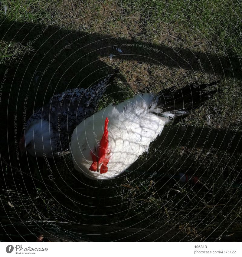 Hahn Solo - Die Ostfriesische Möwe hahn huhn henne ostriesland Bauernhof Tier Natur Geflügel Vogel Außenaufnahme Tierporträt Freilandhaltung gockel