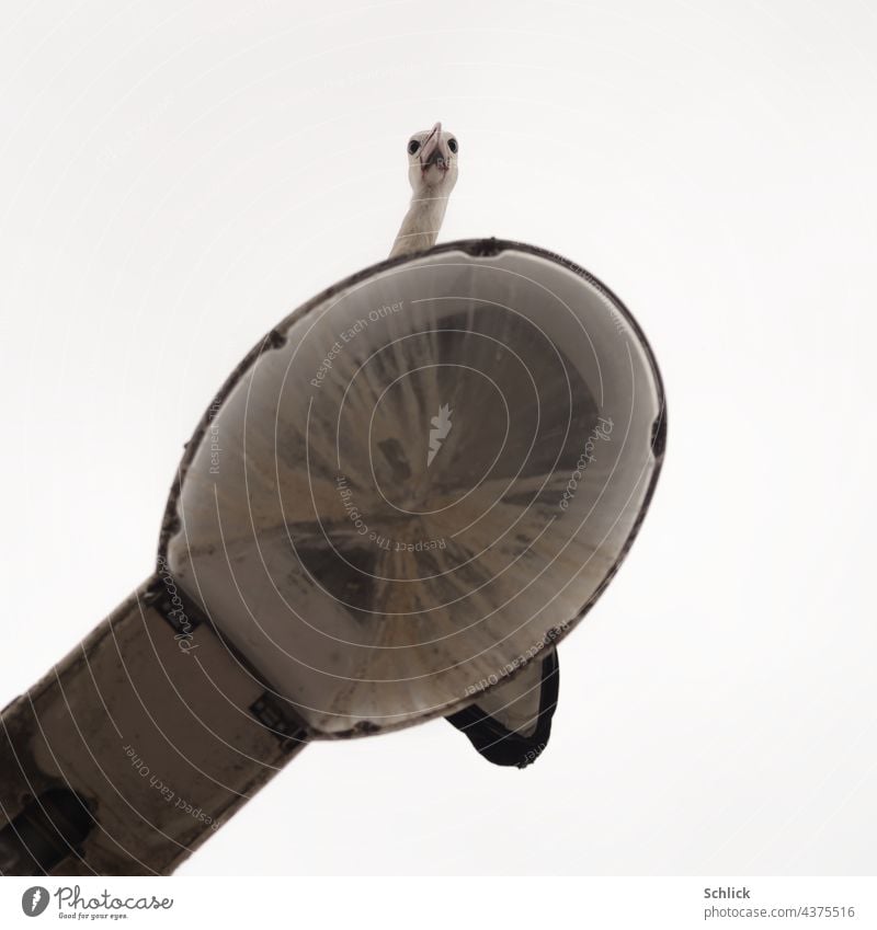 He Du da unten was fotografierst Du mich Du winziger Paparazzo ? Stroch Gesicht in Froschperspektive Storch Straßenlampe schauen beobachten Vogel Himmel