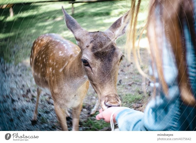 Wildfütterung Füttern Wildtier Hirsche Hirschkuh Reh aus der hand fressen Wald Tier Natur wild Säugetier Außenaufnahme Jagd Tierwelt Tierporträt natürlich