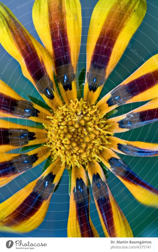 Gazania, Blütenstand einer Hybride Draufsicht blühen Pflanze Blume Zungenblüten Röhrenblüten aus Südafrika Asteraceae Compositae Korbblütler Sommerblüher