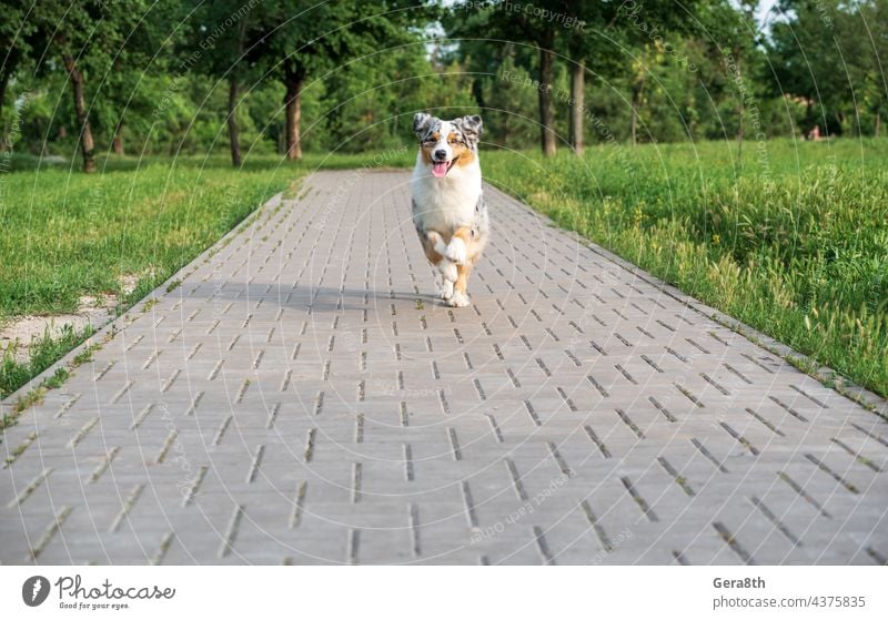 reinrassiger australischer schäferhund für einen spaziergang im park Tier Australier Australischer Schäferhund Hintergrund züchten Eckzahn heiter Farbe niedlich