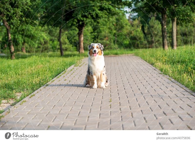 reinrassiger australischer schäferhund für einen spaziergang im park Tier Australier Australischer Schäferhund Hintergrund züchten Eckzahn heiter Farbe niedlich