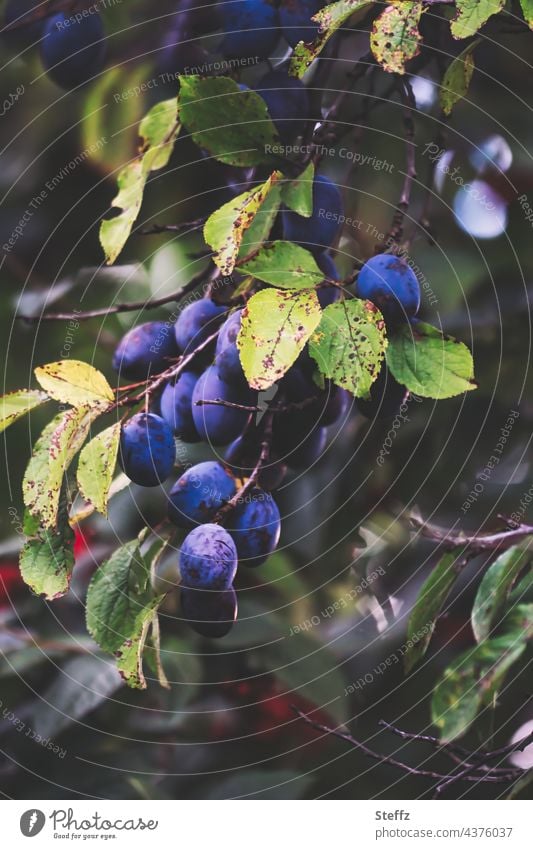 reife Zwetschgen Pflaumen Zwetschen Quetschen Obst Kernobst Früchte Saisonfrüchte Saisonobst Sommerfrüchte August Gartenobst organisch Bio Reifezeit Obsternte