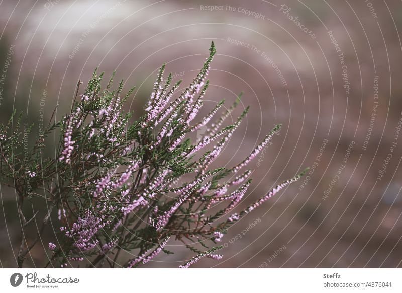 blühender Heidestrauch Heideblüte Heidekraut Besenheide Wildpflanze Strauch Calluna Calluna vulgaris Heidestille heimisch romantisch Erika Heidestimmung August