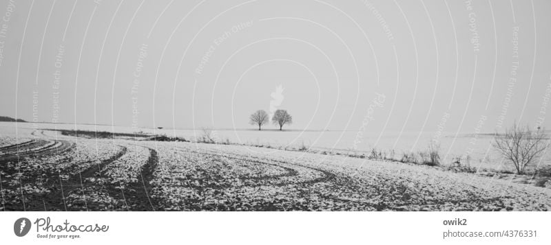 Zurückgezogen Schneelandschaft Winterstimmung Ferne Baum weiß Landschaft Himmel Natur Umwelt verschneit Weite Horizont kühl Flachland kalt Schönes Wetter karg