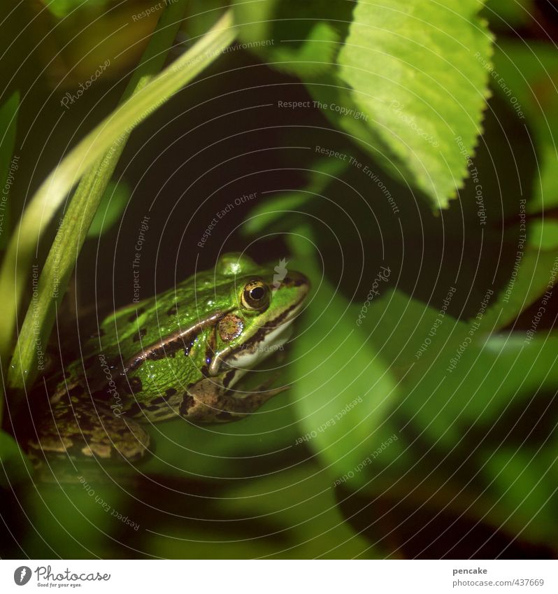 untermieter | einen sommer lang Urelemente Wasser Sonne Sommer Schönes Wetter Pflanze Blatt Garten Teich Frosch 1 Tier Zeichen ästhetisch Coolness