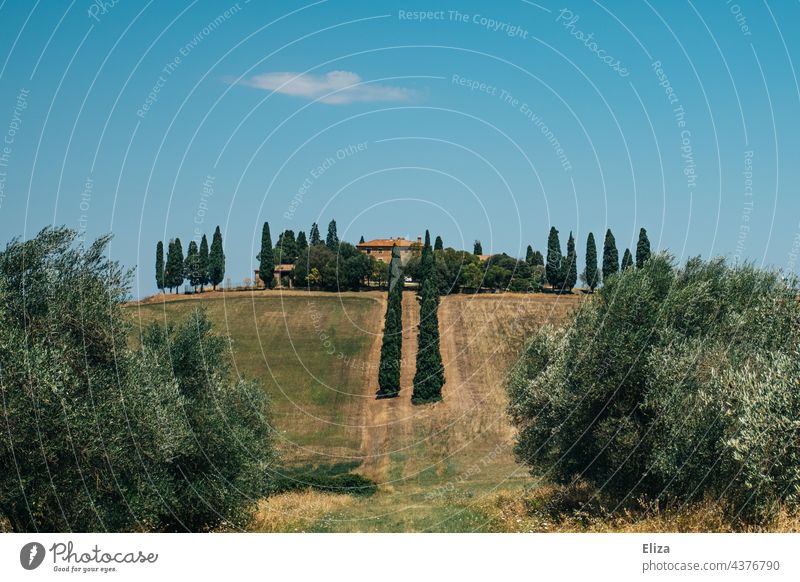 Haus auf einem Hügel in der Toskana mit Zypressen und blauem Himmel Landschaft Italien warm Sommer grün Bäume Natur blauer Himmel toskanisch mediterran