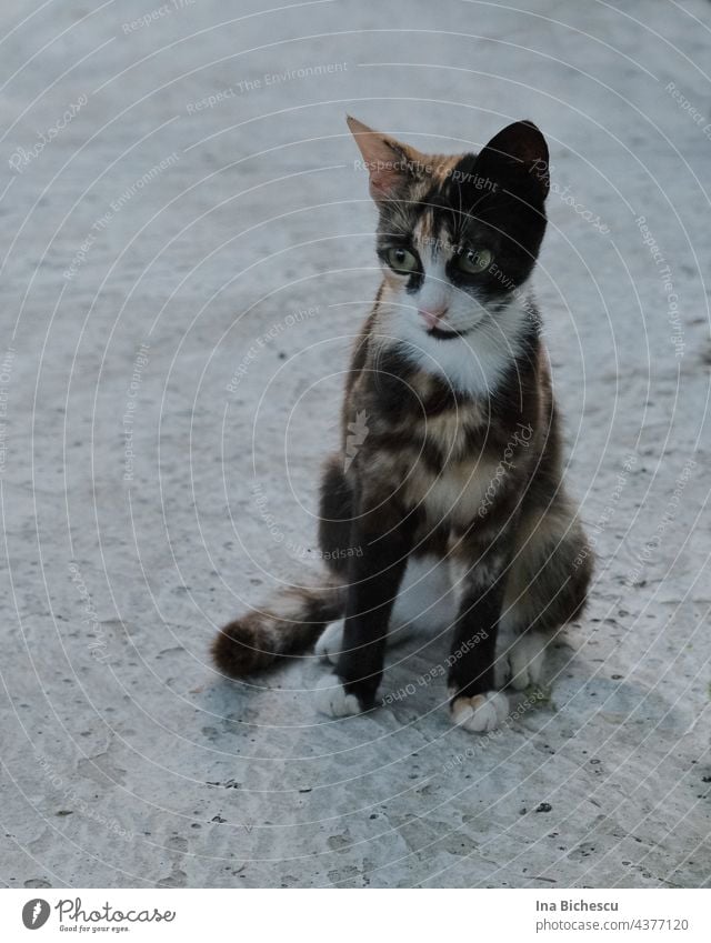 Eine schwarz-weiß-braune Katze mit grünen Augen steht auf hell grauem Zementboden. Glückskatze Haustier Tier dreifarbig Tierporträt Fell Hauskatze Farbfoto