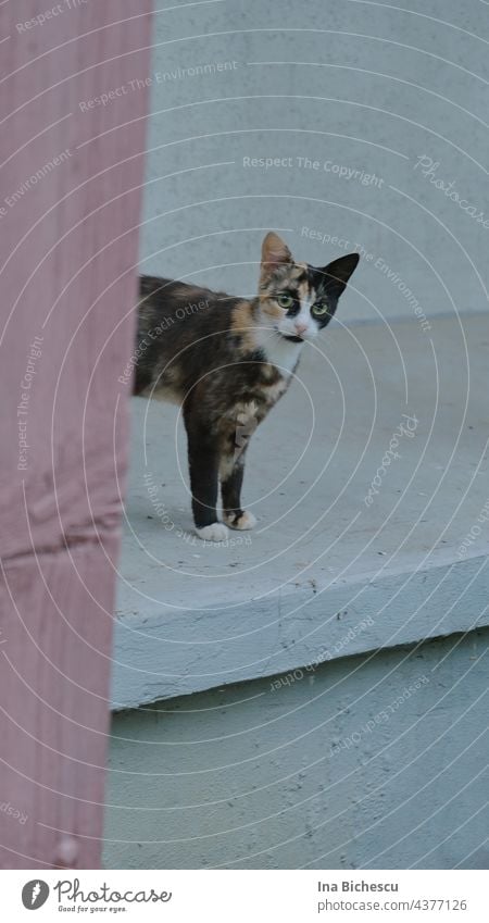 Der Oberkörper einer schwarz-weiß-braune Katze mit grünen Augen auf hell grauen Zementhintergrund und eine alt rosa Streife auf der linke Seite des Bildes.