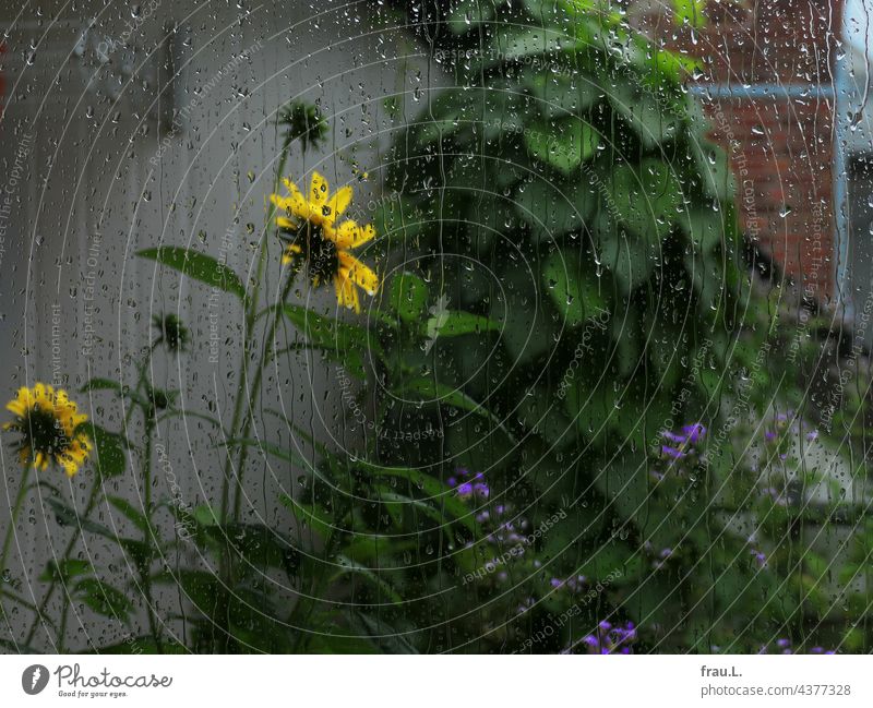 verregnete Sonnenblume Dachterrasse Blüte Balkon Natur Himmel Pflanze Regen Schornstein Prunkwinde Wiesenraute Fensterscheibe Regentropfen Wäschetrockner