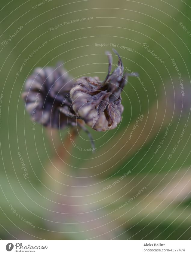 Nahaufnahme mit viel Unschärfe eines lila farbenen Blümchens Lila Blume Blüte Natur violett Schwache Tiefenschärfe Sommer Makroaufnahme Garten Farbfoto