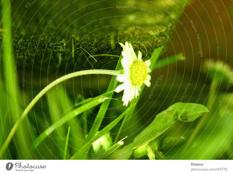 Unters Messer gekommen Rasenmäher Sportrasen Wiese Blume Gras Gänseblümchen rasenmähen geschnitten Sense Fußballplatz kürzen sprießen Garten Gartenbau Park