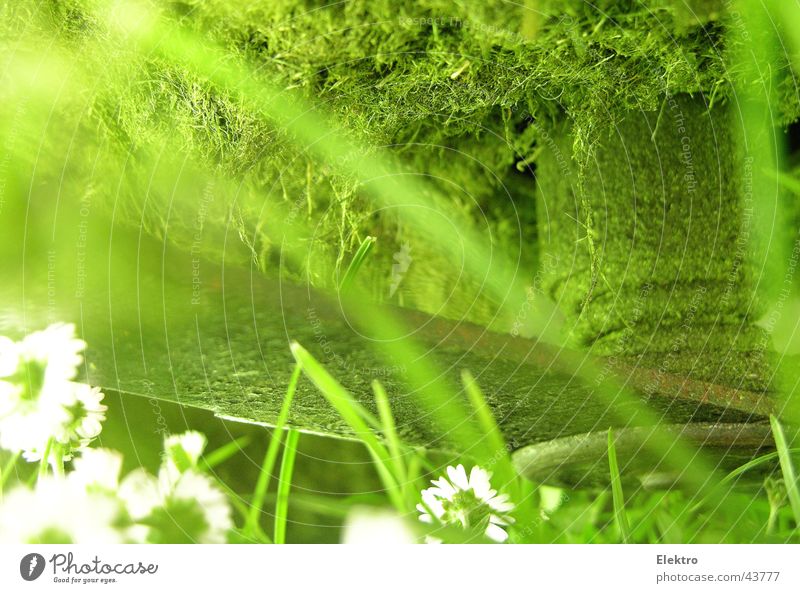 . cut Rasenmäher Sportrasen Wiese Blume Gras Gänseblümchen Messer rasenmähen geschnitten Garten Gartenbau Park Handwerk Haarschnitt edwin beard budding