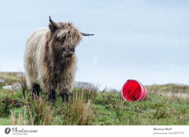 verspielt Natur Tier Großbritannien Schottland Äußere Hebriden Europa Nutztier Kuh Galloway 1 Tierjunges Eimer Spielen frech Vorfreude Schottisches Hochlandrind