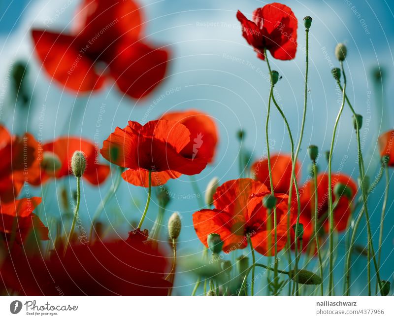 Mohnfeld Außenaufnahme Farbfoto Mohnblüte papaver kapseln mohnkapseln roter mohn intensiv mohnwiese Klatschmohn Romantik friedlich Idylle viele natürlich Feld