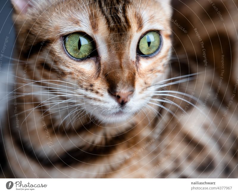 Bengal Katze Olivia Blick nach vorn Nahaufnahme Studioaufnahme Farbfoto elegant Tierliebe friedlich Interesse Vertrauen Freude braun Neugier niedlich schön