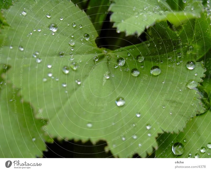 TropfenAufBlatt Wassertropfen Haare & Frisuren Regen