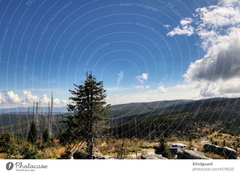 Der bayerische Wald ... unendliche Weiten ... Bayerischer Wald Tanne Berge Himmel Wolken Landschaft Wandern Urlaub Freiheit Waldsterben Berge u. Gebirge