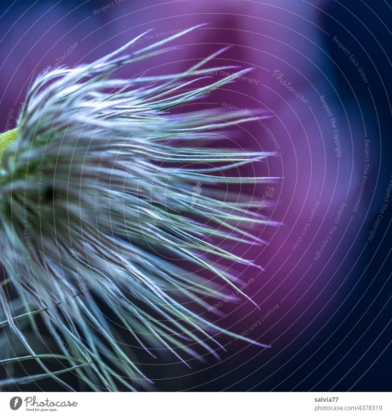 Wuschelkopf Pflanze Blüte Pulsatilla Kuhschelle Küchenschelle Schwache Tiefenschärfe Makroaufnahme Samenstand abstrakt außergewöhnlich Blume Nahaufnahme Garten