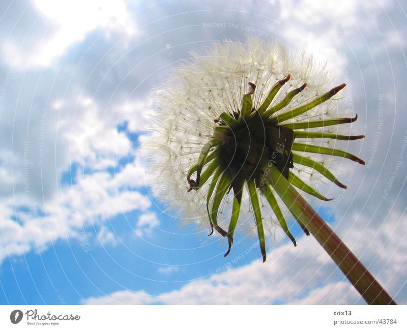 Löwenzahn Halm grün grau Blume Wolken schlechtes Wetter Pflanze Unendlichkeit söiblume Himmel blau Leben Freiheit oben