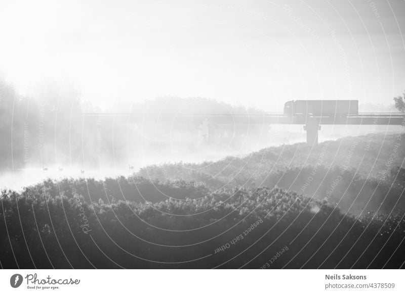 vier schwäne im nebligen oktobermorgensonnenaufgang. Gelbes trockenes Flussschilf im Vordergrund. Unscharfe Reflexion des anderen Flussufers im Hintergrund. Brücke mit schweren LKW in der Ferne. Schwarz n weiß stimmungsvolle Szene