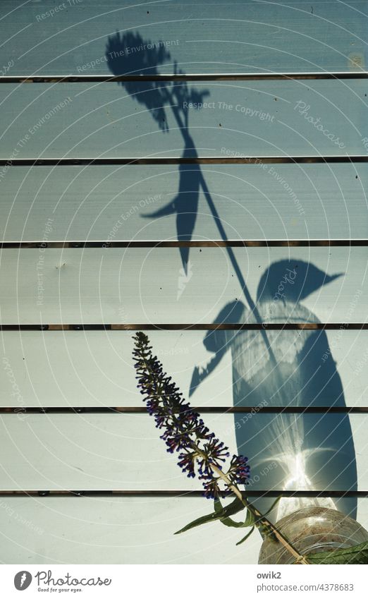 Fliedersommer Sommerflieder blühen Blüte Natur Sträucher Pflanze Außenaufnahme Farbfoto zart Leichtigkeit natürlich Blühend Doldenblütler Doldenblüte