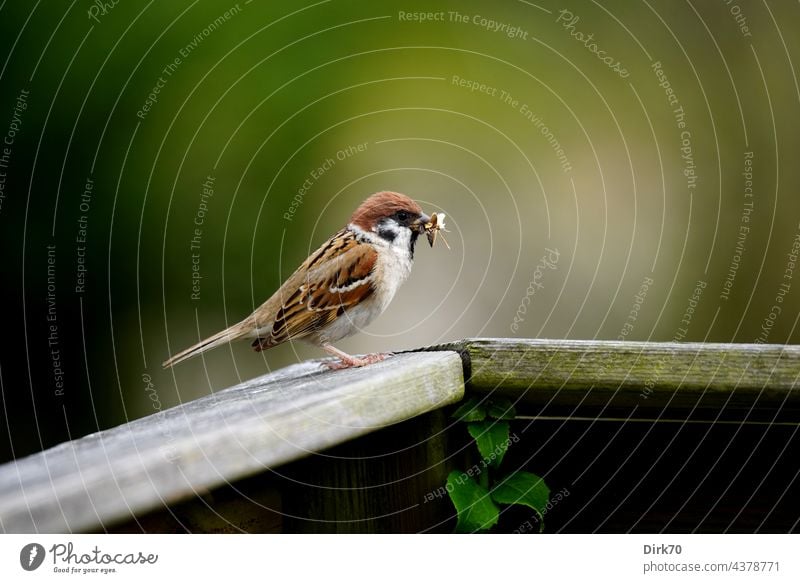 Spatz mit Futter für den Nachwuchs im Schnabel Sperling Sperlingsvögel Singvogel Feldsperling Vogel Tier Außenaufnahme Natur Tierporträt Wildtier Farbfoto Tag