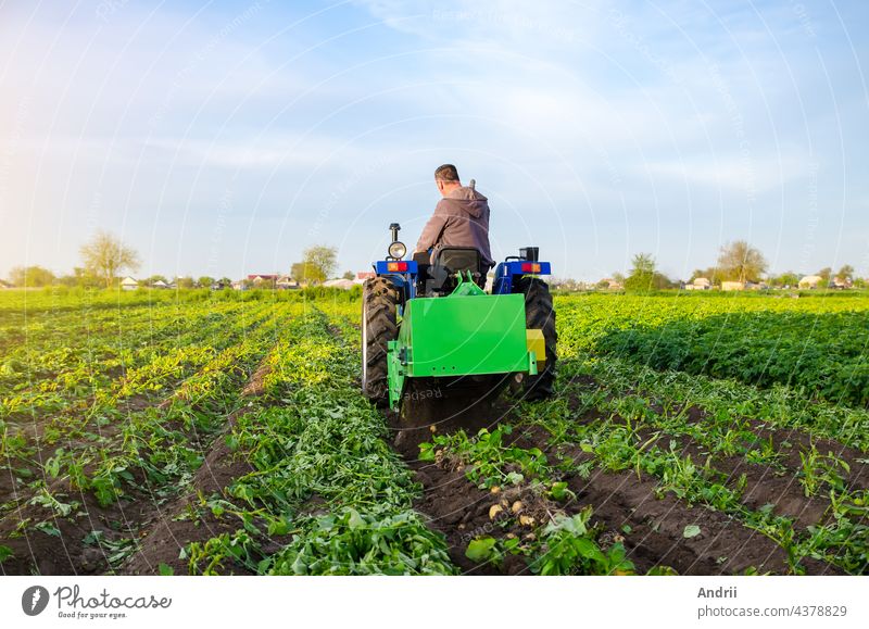 Landwirt gräbt eine Kartoffelernte aus. Ernte der ersten Kartoffeln im zeitigen Frühjahr. Landwirtschaft und Ackerland. Agrarindustrie und Agroindustrie. Unterstützung für landwirtschaftliche Betriebe. Erntemechanisierung in Entwicklungsländern.