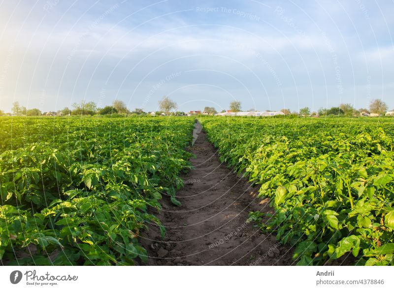 Ein Weg zwischen Reihen von Kartoffelsträuchern auf einem landwirtschaftlichen Feld. Anbau von Speisegemüse. Olivenanbau. Landwirtschaftlicher Anbau auf freiem Feld. Agro-Industrie. Kultivierung. Organisation der Anpflanzung auf dem Feld.