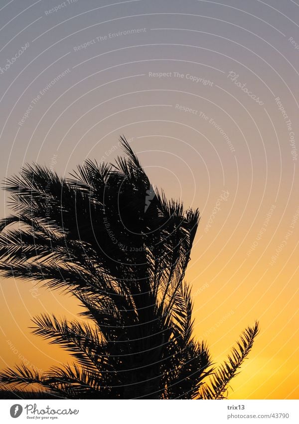 palme in der abendsonne Ferien & Urlaub & Reisen Hurghada Ägypten Palme Sonnenuntergang gelb schwarz orange Wind Himmel Rotes Meer