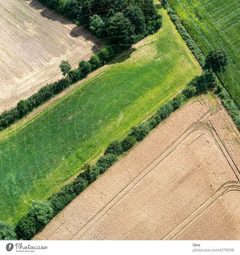 kleinteilige Landwirtschaft von oben Feld Vogelperspektive Landschaft Ackerbau Getreide Nutzpflanze Getreidefeld Ernährung Menschenleer Sommer Kornfeld