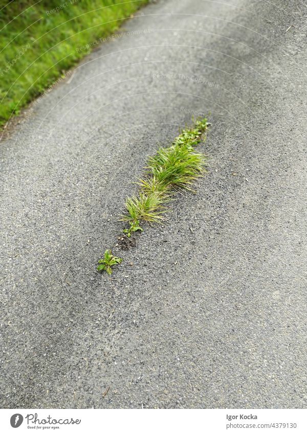 High Angle View Of Grass Growing On Asphalt Road Asphaltstraße Beton Straße Pflanze Transport Ökologie Nahaufnahme durch Regie Natur im Freien Hochwinkelansicht