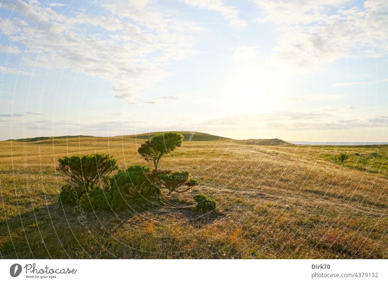 Halbinsel Ordrup Næs auf Seeland, dänische Ostsee Meer Landschaft Wasser Küste Farbfoto Außenaufnahme Ferien & Urlaub & Reisen Natur Himmel Insel Gras Weide