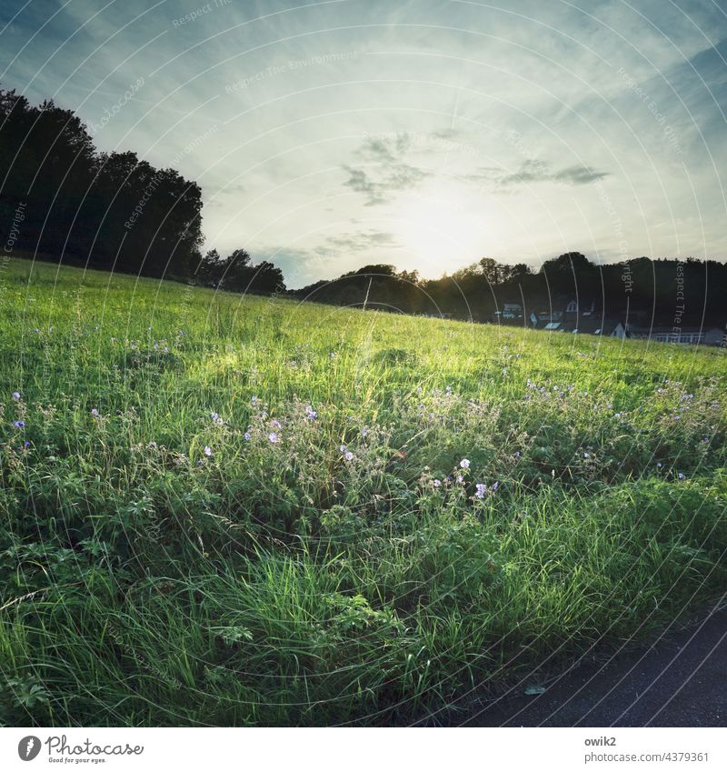 Später Wiese Abend Gegenlicht Sonnenungergang Sonnenlicht Außenaufnahme Himmel Natur Farbfoto Menschenleer Landschaft Sonnenuntergang Umwelt Schönes Wetter