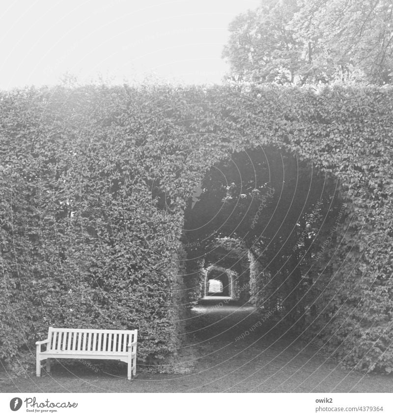 Tunnelblick Park Hecke Bank Schönes Wetter Umwelt Pflanze ruhig Natur Menschenleer Sträucher friedlich Idylle Textfreiraum oben Textfreiraum unten einladend